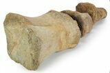 Composite Fossil Hadrosaur Toe (II - , & ) - Montana #352098-2